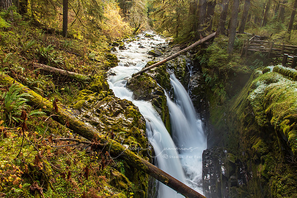 SolDuc Falls Olympic Peninsula Oct 2020-0786