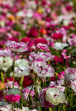 Carlsbad Flower Fields May 2022-0236