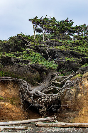 Tree of Life at Klaloch Beach WA Oct 2020-1069