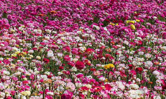 Carlsbad Flower Fields May 2022-0315
