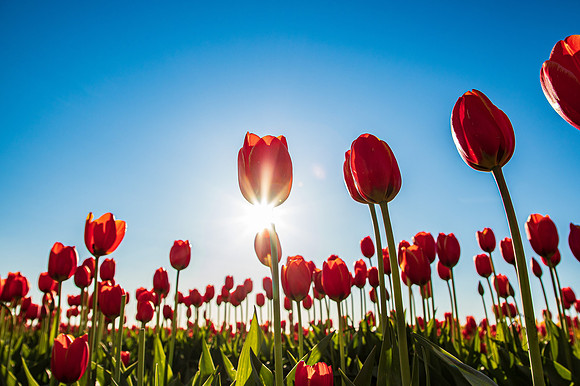 Tulip Town April 2022-0023