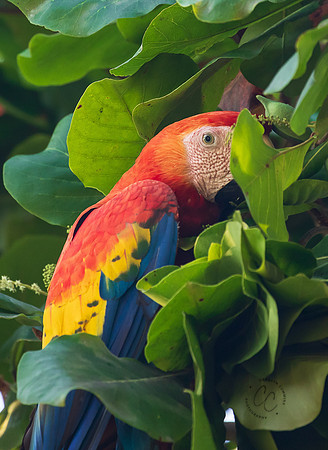 Costa Rica March 2024-0500
