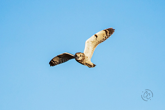 Skagit Valley Owls Dec 2020-2699