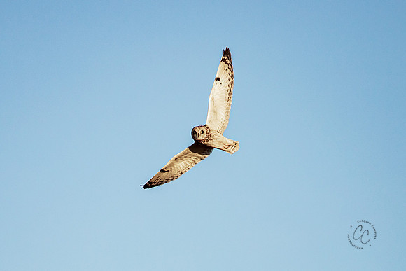 Skagit Valley Owls Dec 2020-2700
