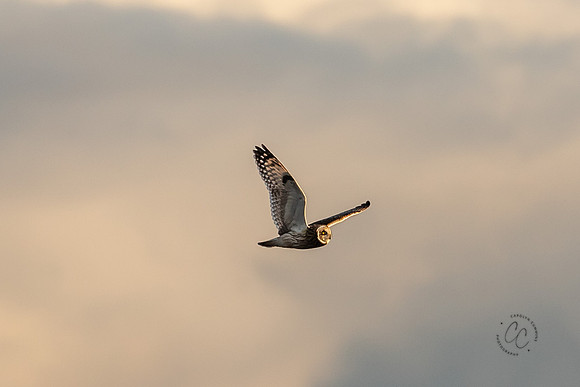 Skagit Valley Owls Dec 2020-2886