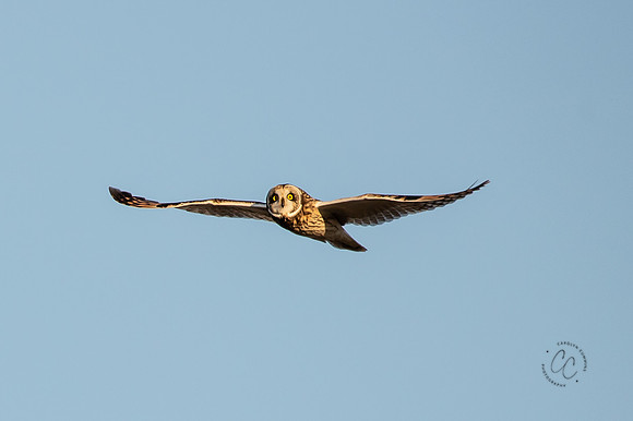 Skagit Valley Owls Dec 2020-2926