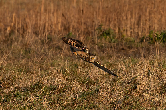 Skagit Valley Owls Dec 2020-3026