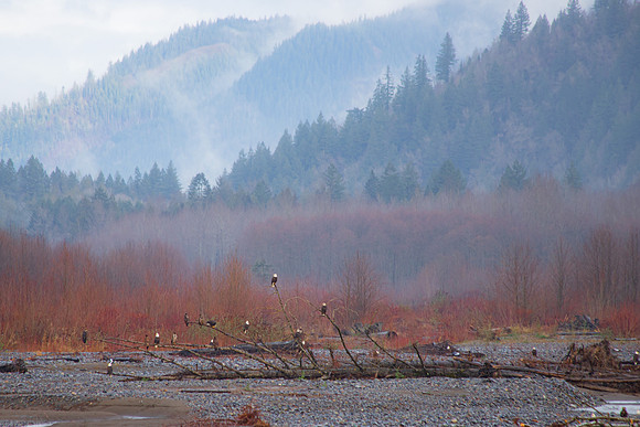 Eagles on the Nooksack Dec 2020-2107