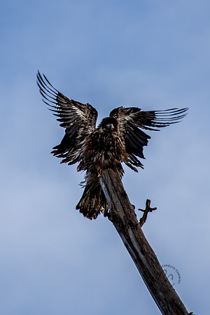 Eagle at the Welcome Bridge Dec 2020-2137
