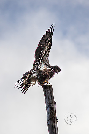 Eagle at the Welcome Bridge Dec 2020-2176