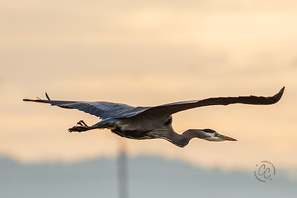 Heron on the Skagit Flats Dec 2020-3210