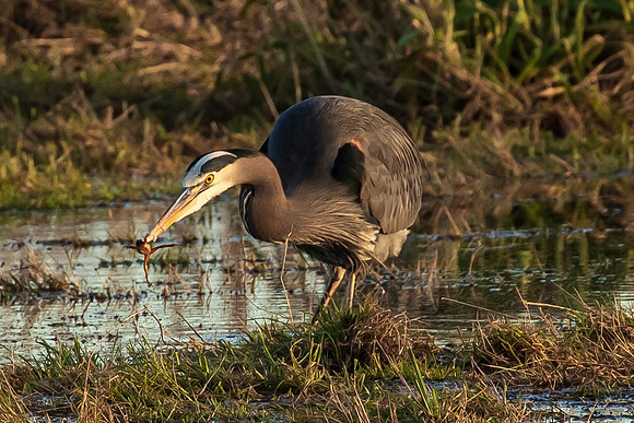 Heron on the Skagit Flats Dec 2020-3107