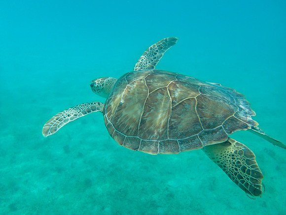 St. John Sea Life-