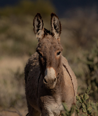 Mules -9844