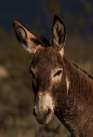 Mules -9842