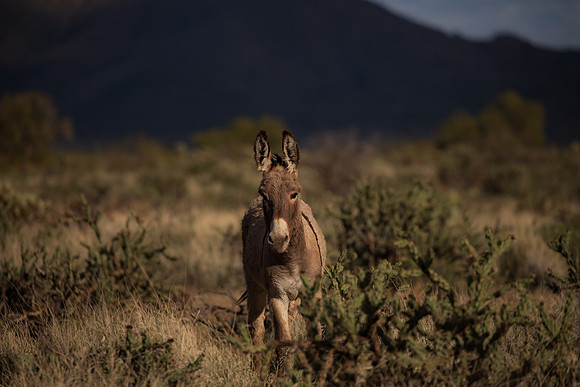Mules -9843