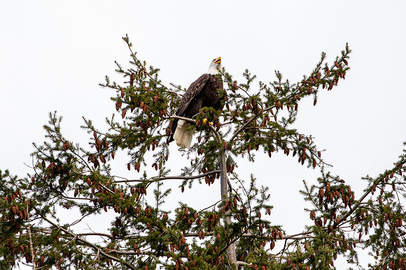 Eagle in our back yard Feb 2021-5818