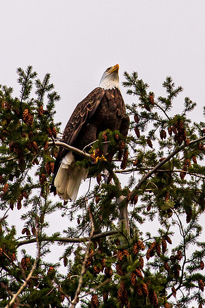 Eagle in our back yard Feb 2021-5825