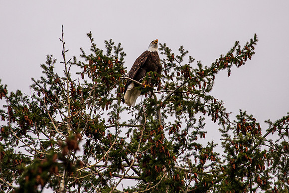 Eagle in our back yard Feb 2021-5826