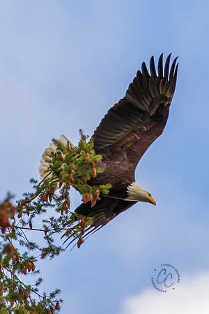 Eagle in our back yard Feb 2021-5848
