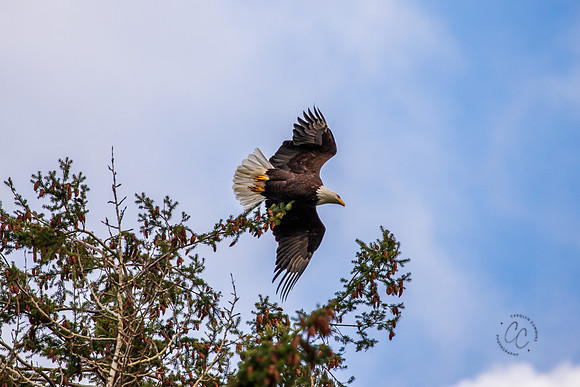 Eagle in our back yard Feb 2021-5846