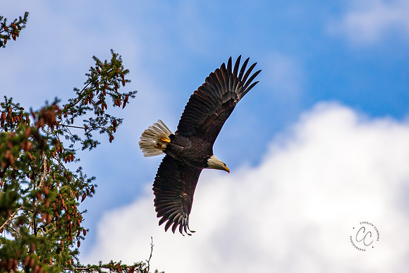Eagle in our back yard Feb 2021-5849