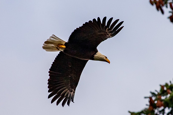 Eagle in our back yard Feb 2021-5850
