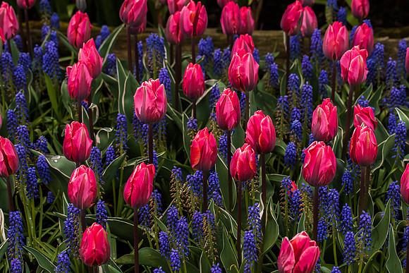 Roozengaarde Tulips April 2022-9884