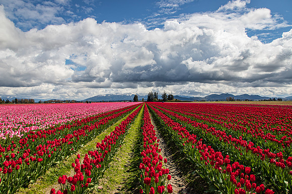 Roozengaarde Tulips April 2022-9979