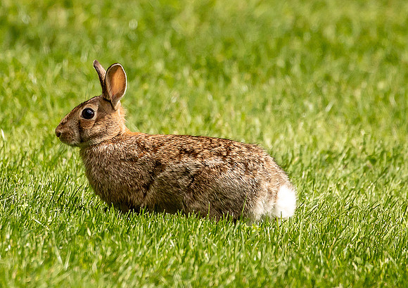 Bunnies June 2022-0916