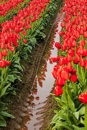 Roozengaarde Tulips April 2022-9756