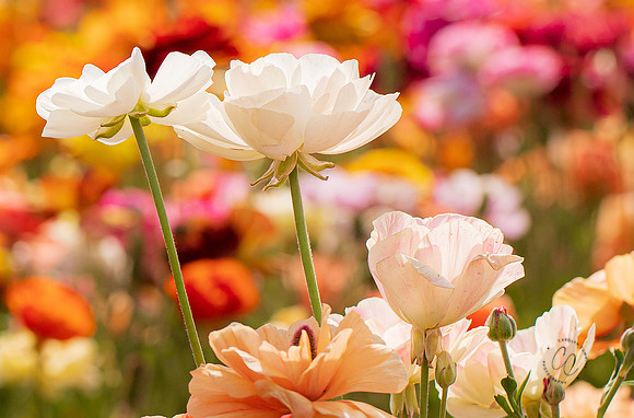 Carlsbad Flower Fields May 2022-0334