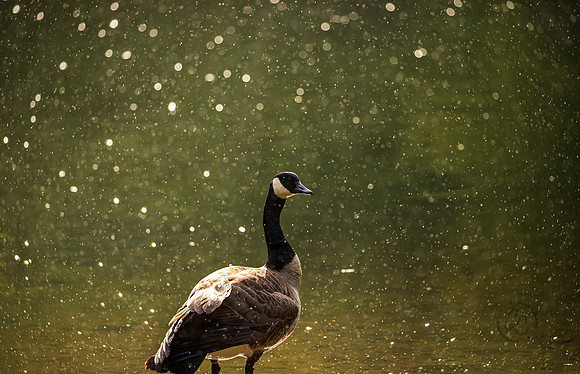 Canadian Goose at Whatcom Falls Park May 2022-0770