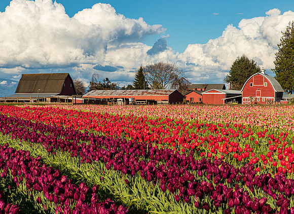 Tulip Town April 2022-0053
