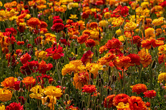 Carlsbad Flower Fields May 2022-0358
