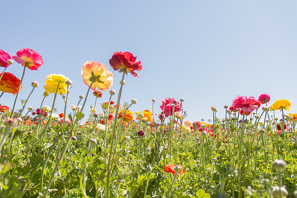 Carlsbad Flower Fields March 2017-9969