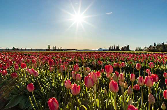 Tulip Town April 2022-0035