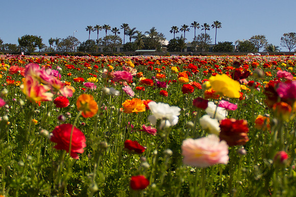 Carlsbad Flower Fields March 2017-9850