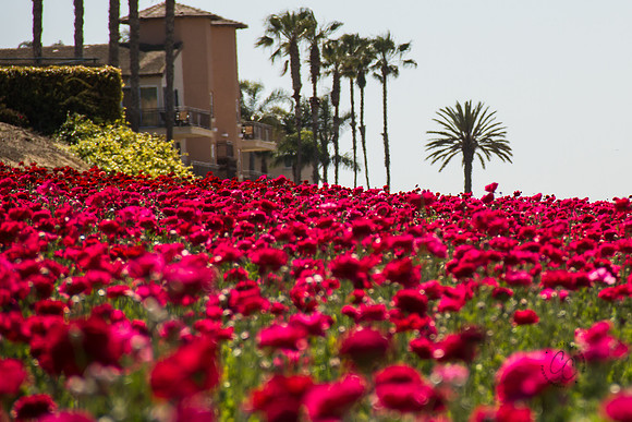 Carlsbad Flower Fields March 2017-9871