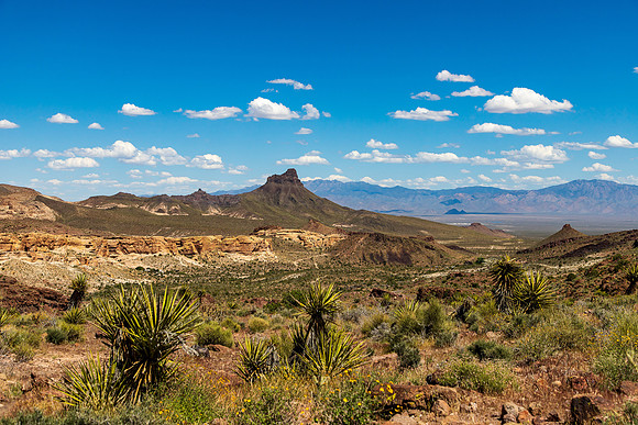 Oatman AZ April 2024-0784