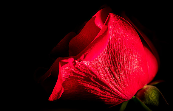 Red Rose 2022-8353