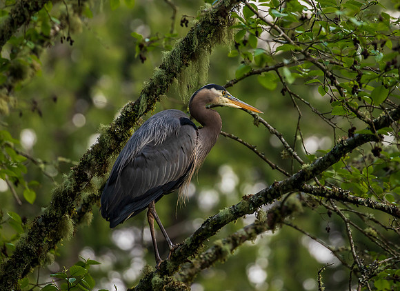 Heron at Whatcom Falls Park May 2022-0687