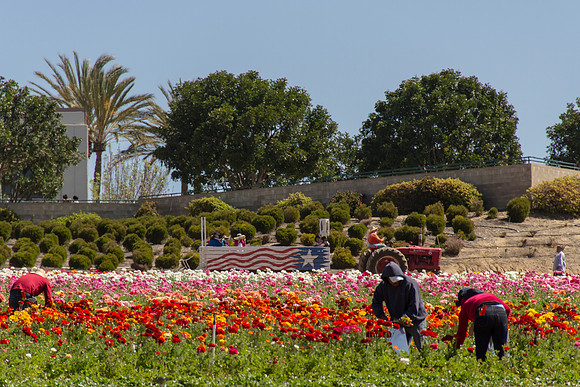 Carlsbad Flower Fields March 2017-9965