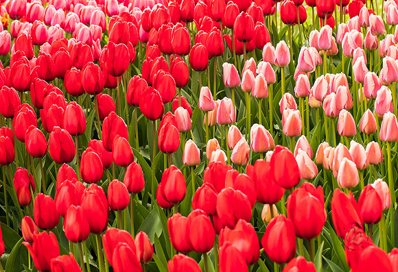 Roozengaarde Tulips April 2022-9858