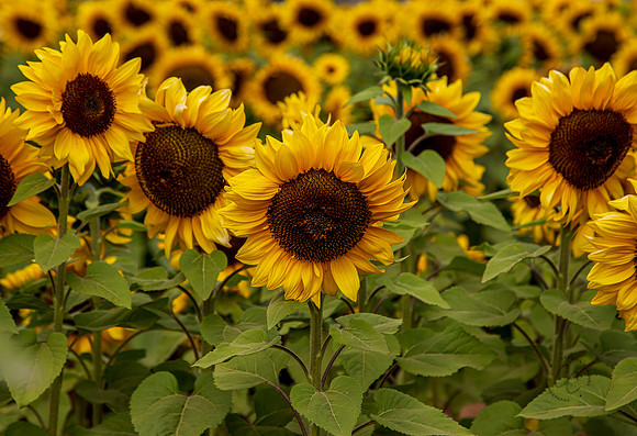 Carlsbad Flower Fields 2022-0403