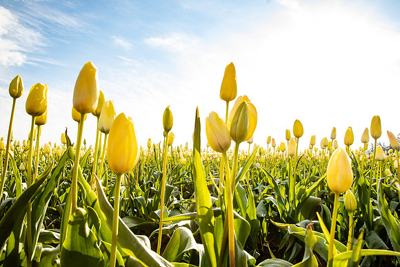 Wooden Shoe Tulip Farm Oregon April 2022-9221