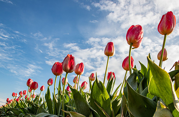 Wooden Shoe Tulip Farm Oregon April 2022-9242