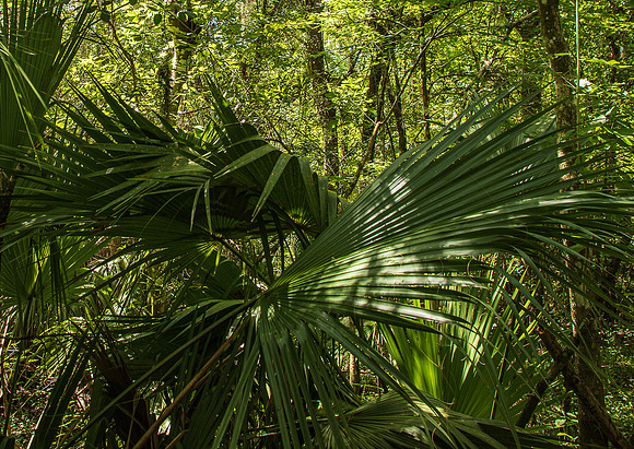 Lettuce Lake Florida May 2022-1852