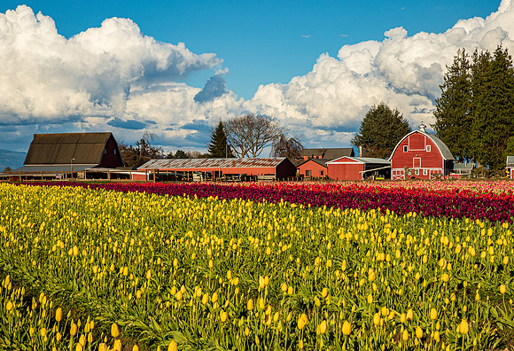 Tulip Town April 2022-0052