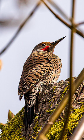 Northern Flicker 2022-8721